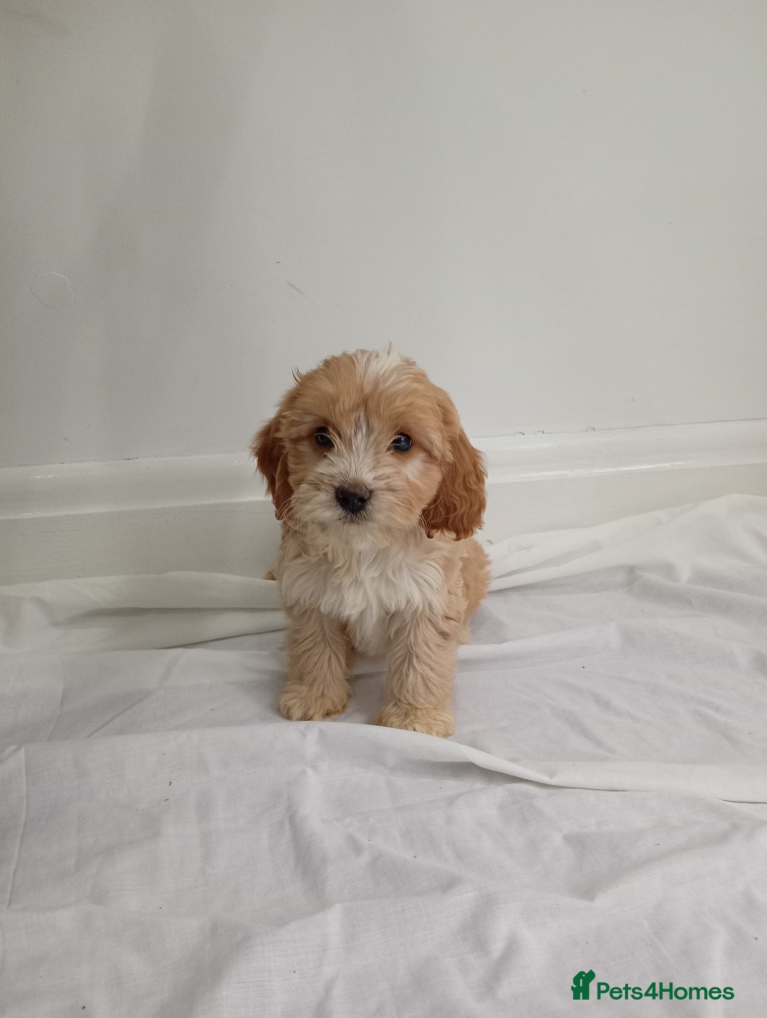 Cockapoo dogs cockerpoos🐶 - Advert 2