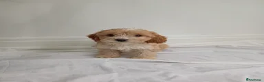 Cockapoo Puppy 6