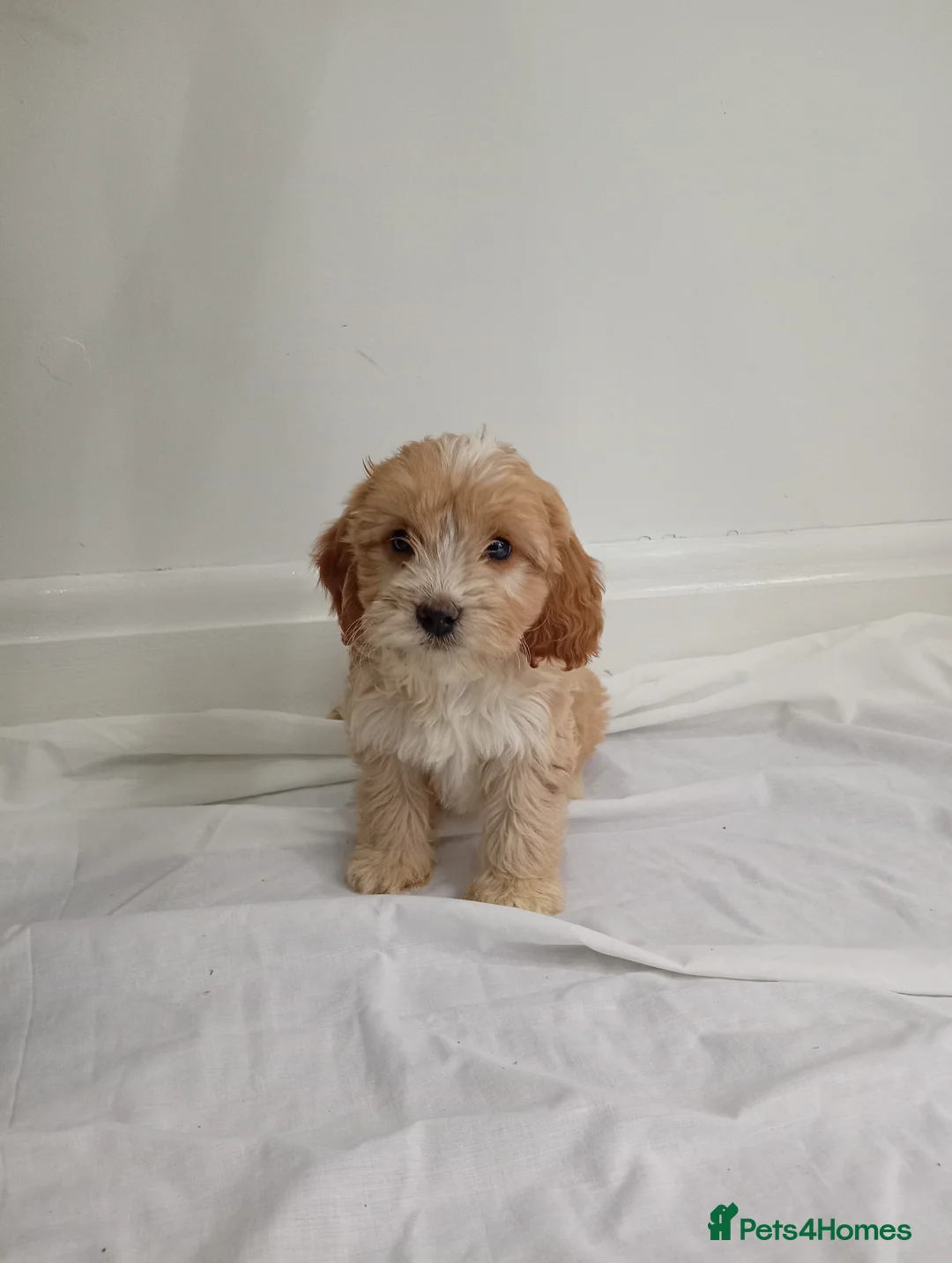 Cockapoo dogs for sale: cockerpoos🐶 in Trimdon Station - Advert 2