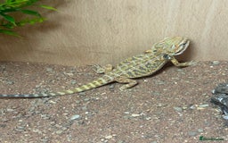 Bearded Dragon reptiles for sale: bearded dragon babies  - Image 6