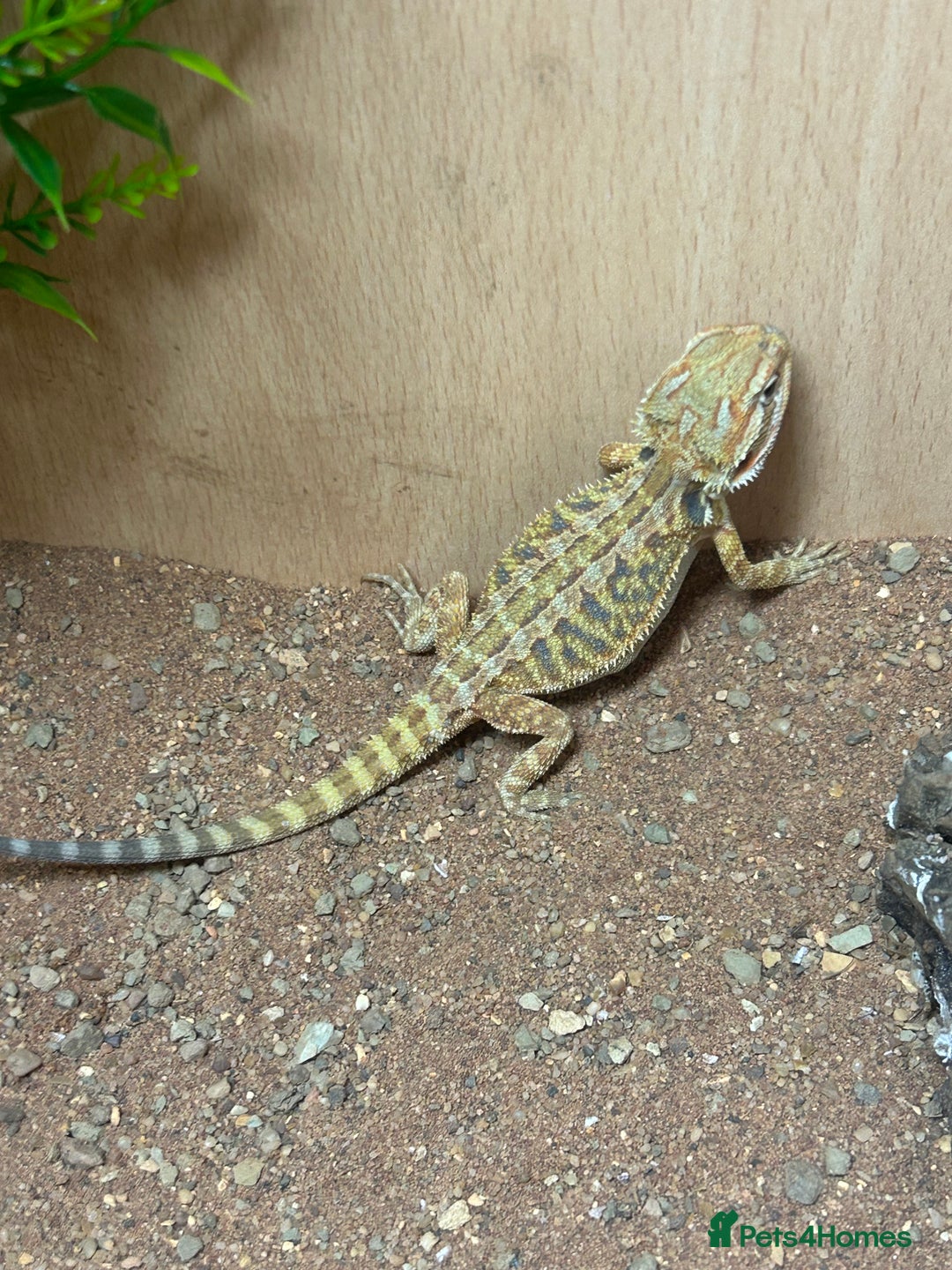 Bearded Dragon reptiles for sale: bearded dragon babies  - Image 6