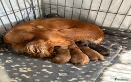 Cocker Spaniel dogs for sale: Cocker spaniel puppy for sale - Image 3