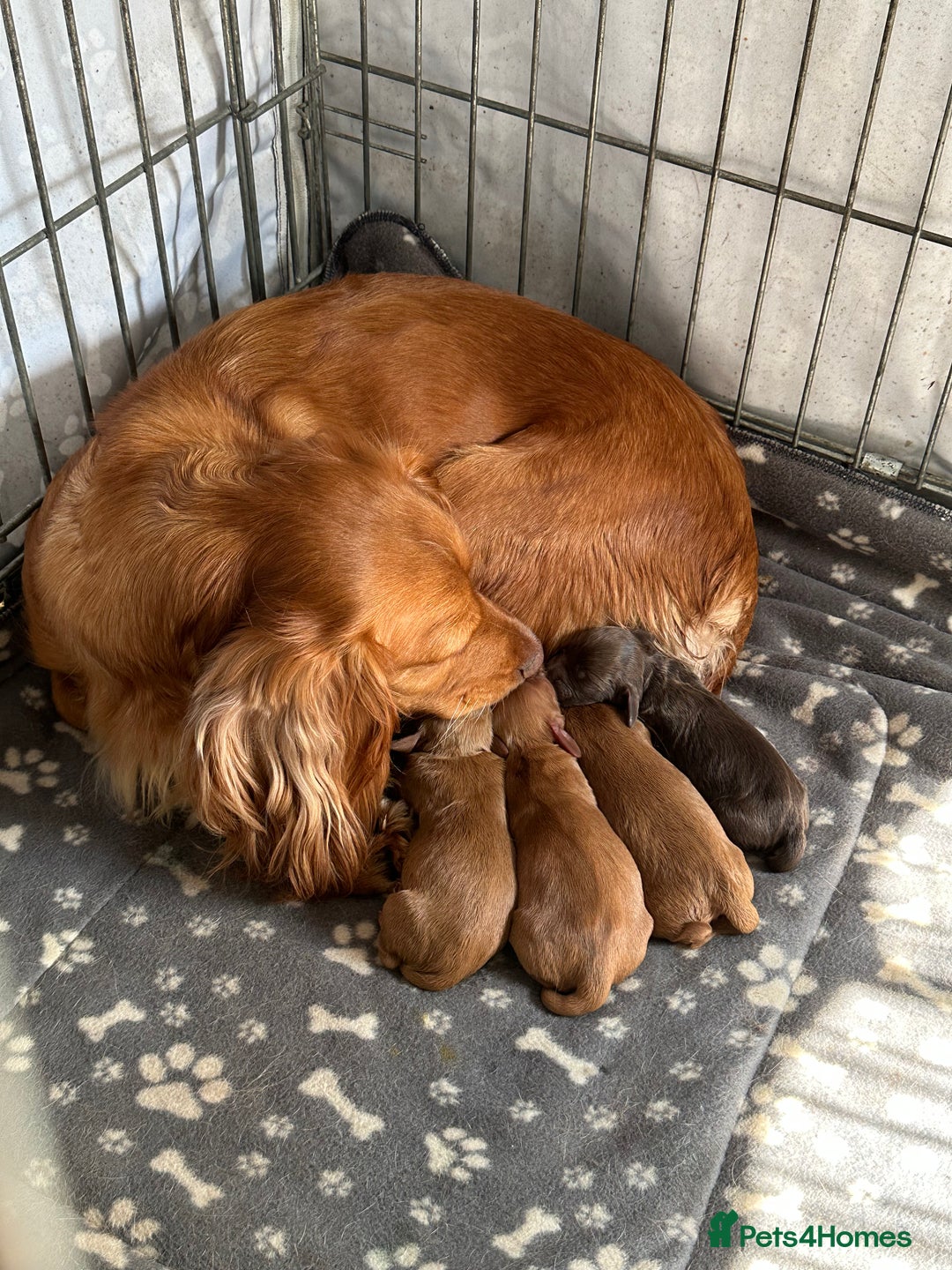 Cocker Spaniel dogs for sale: Cocker spaniel puppy for sale - Image 3