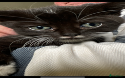 British Shorthair cats for sale: Beautiful kittens for sale - Image 11