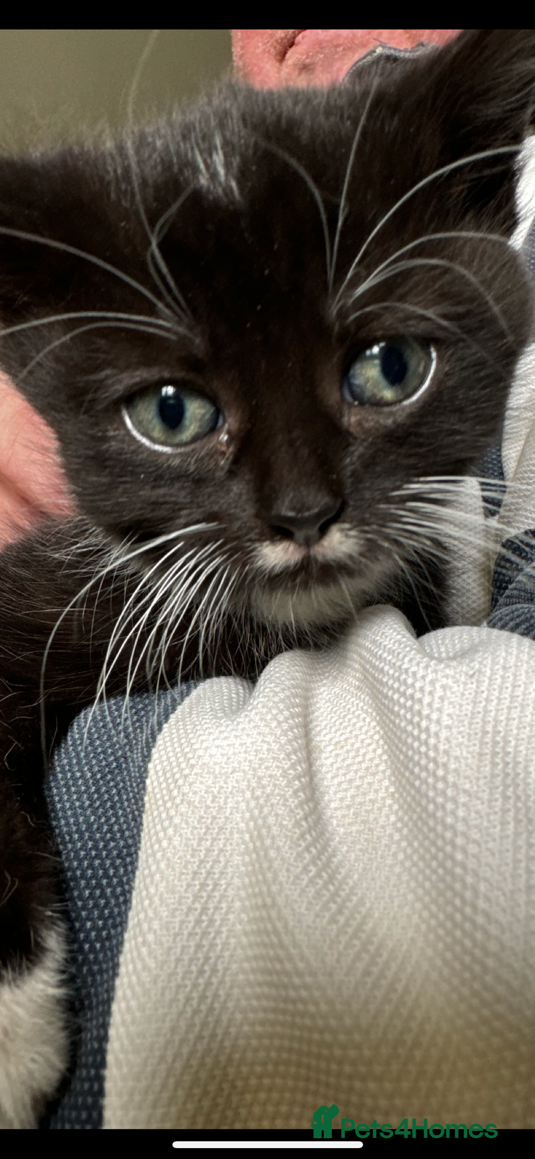 British Shorthair cats for sale: Beautiful kittens for sale - Image 11