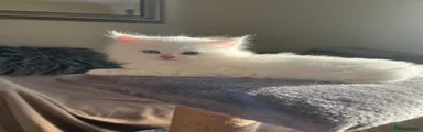 British Longhair 3