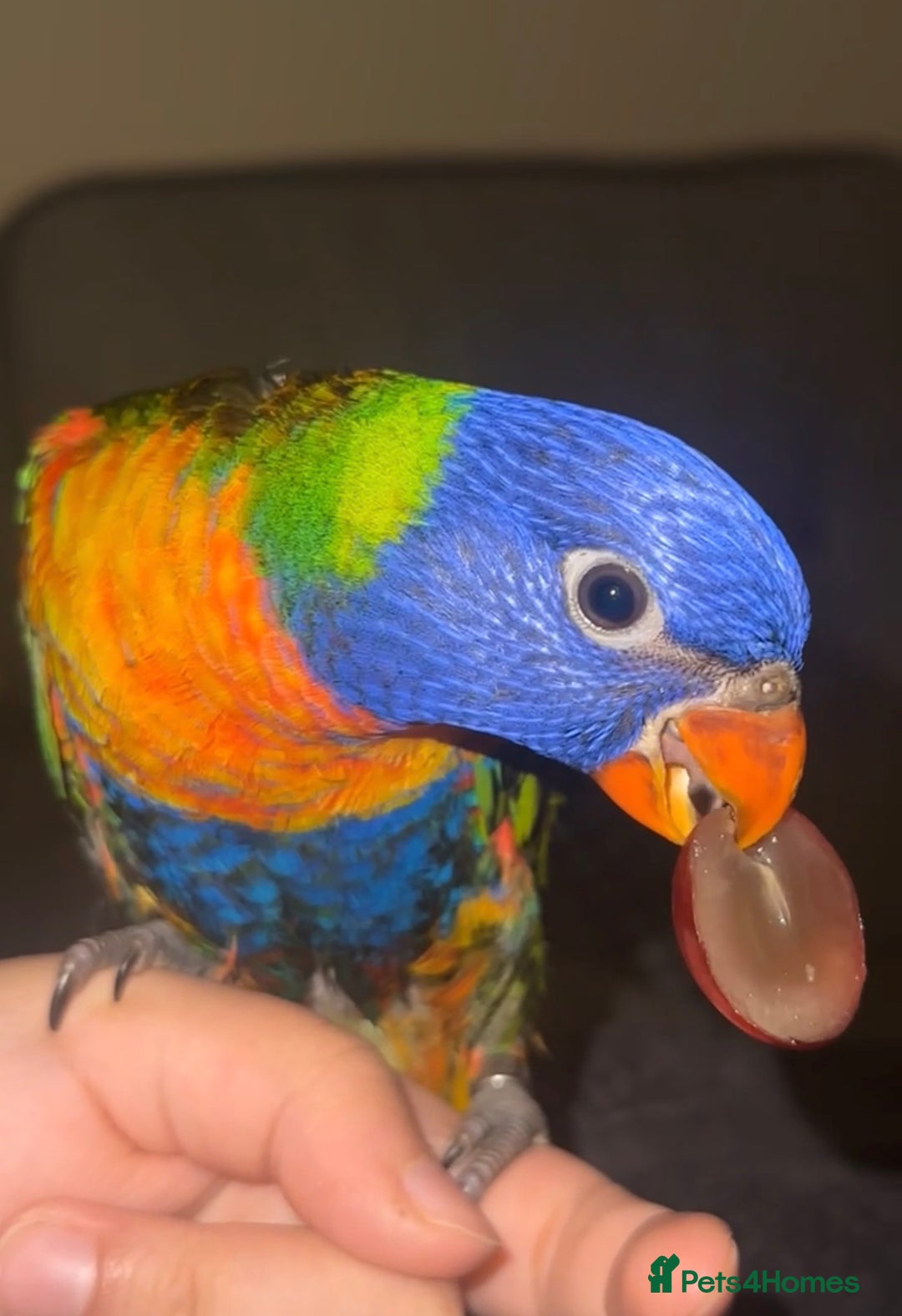 Lorikeets birds for sale: Extremely Tame Cuddly Baby Lorikeet  - Advert 1