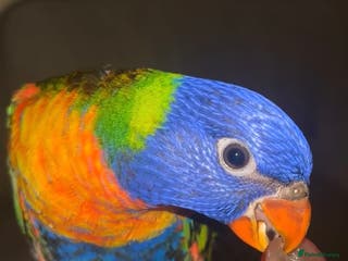Lorikeets birds Extremely Tame Cuddly Baby Lorikeet - Advert 5