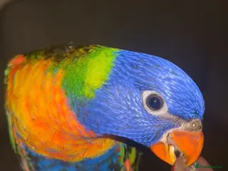 Lorikeets birds Extremely Tame Cuddly Baby Lorikeet - Advert 1