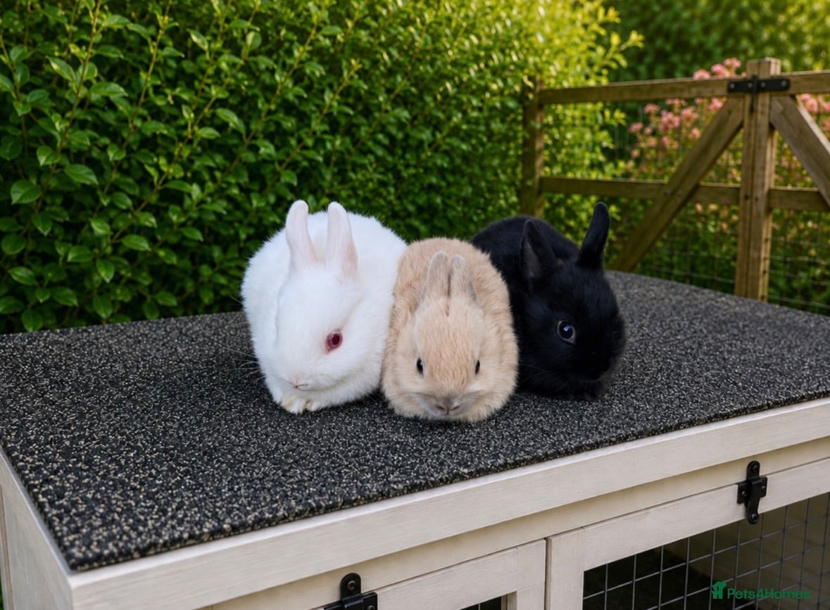 Netherland Dwarf rabbits ❤️ LAST 3 GIRLS - Beautiful Pure Netherland Dwarf - Advert 10