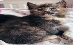 Persian cats for sale: Beautiful kittens girls  - Image 2