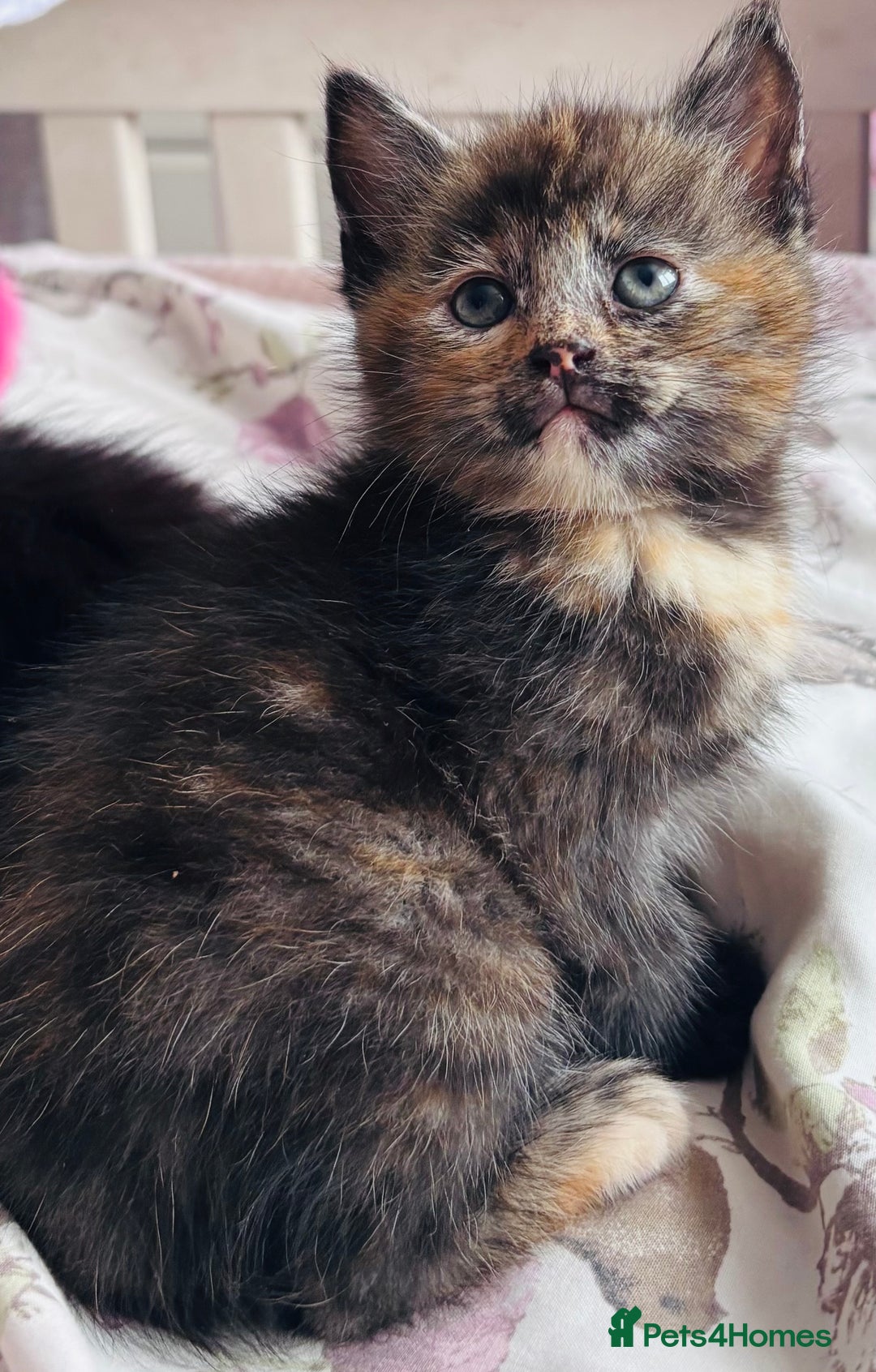 Persian cats for sale: Beautiful kittens girls  - Image 2