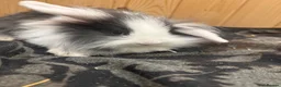 Mini Lion Lop rabbits for sale: Baby Rabbits for sale  - Advert 29