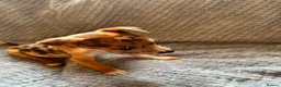 Jack Russell dogs for sale: Jack russell - Advert 7