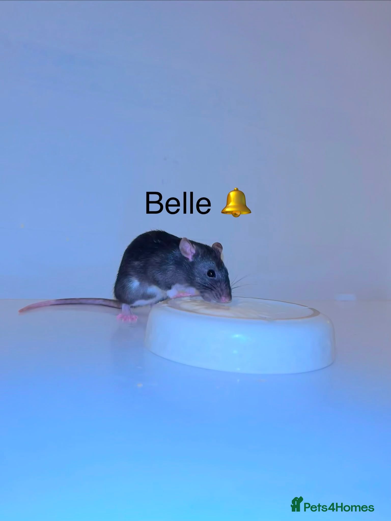 Rat rodents Beautiful baby rats  - Advert 1