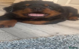 Rottweiler dogs for sale: Female Rottweiler puppy - Image 3