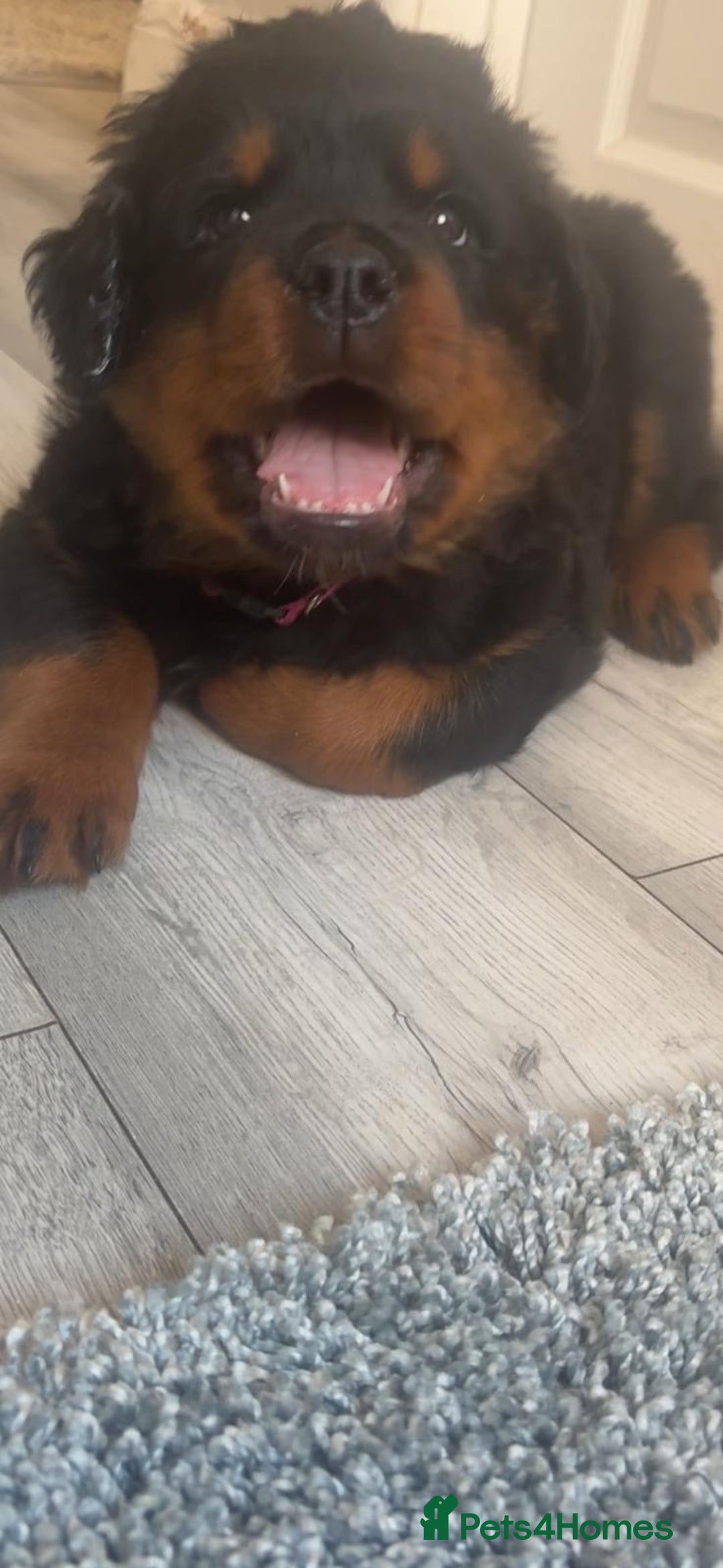 Rottweiler dogs for sale: Female Rottweiler puppy - Image 3