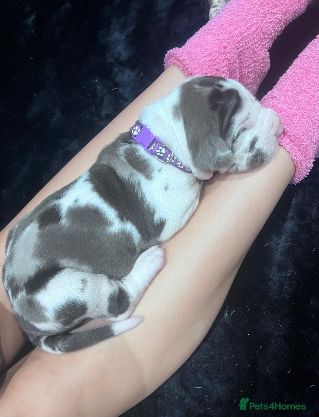 Great Dane dogs for sale: Stunning Great Dane puppies  - Advert 9