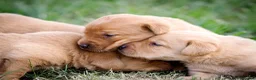 Labrador Retriever dogs for sale: Elite Litter: KC Registered Fox Red Labrador Pups - Advert 10