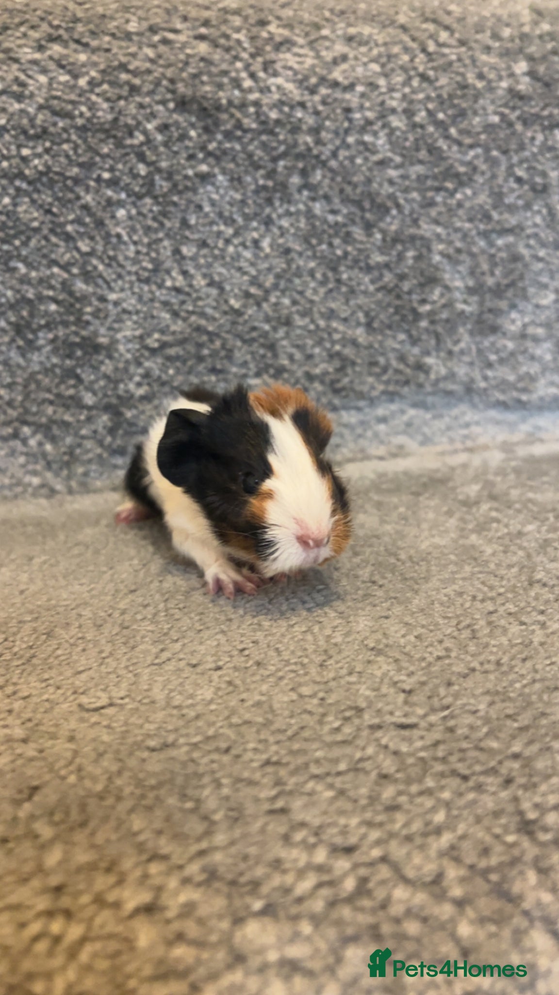 Guinea Pig rodents BABY GUINEA PIGS  - Advert 16
