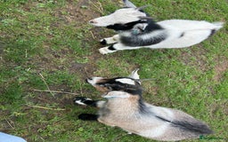 Goats livestock for sale: 2 x pygmy wether brothers  - Image 2