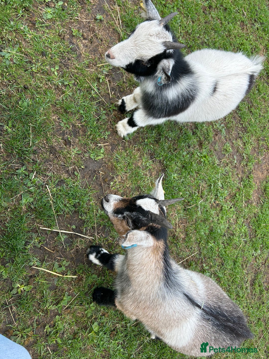 Goats livestock for sale: 2 x pygmy wether brothers  - Image 2