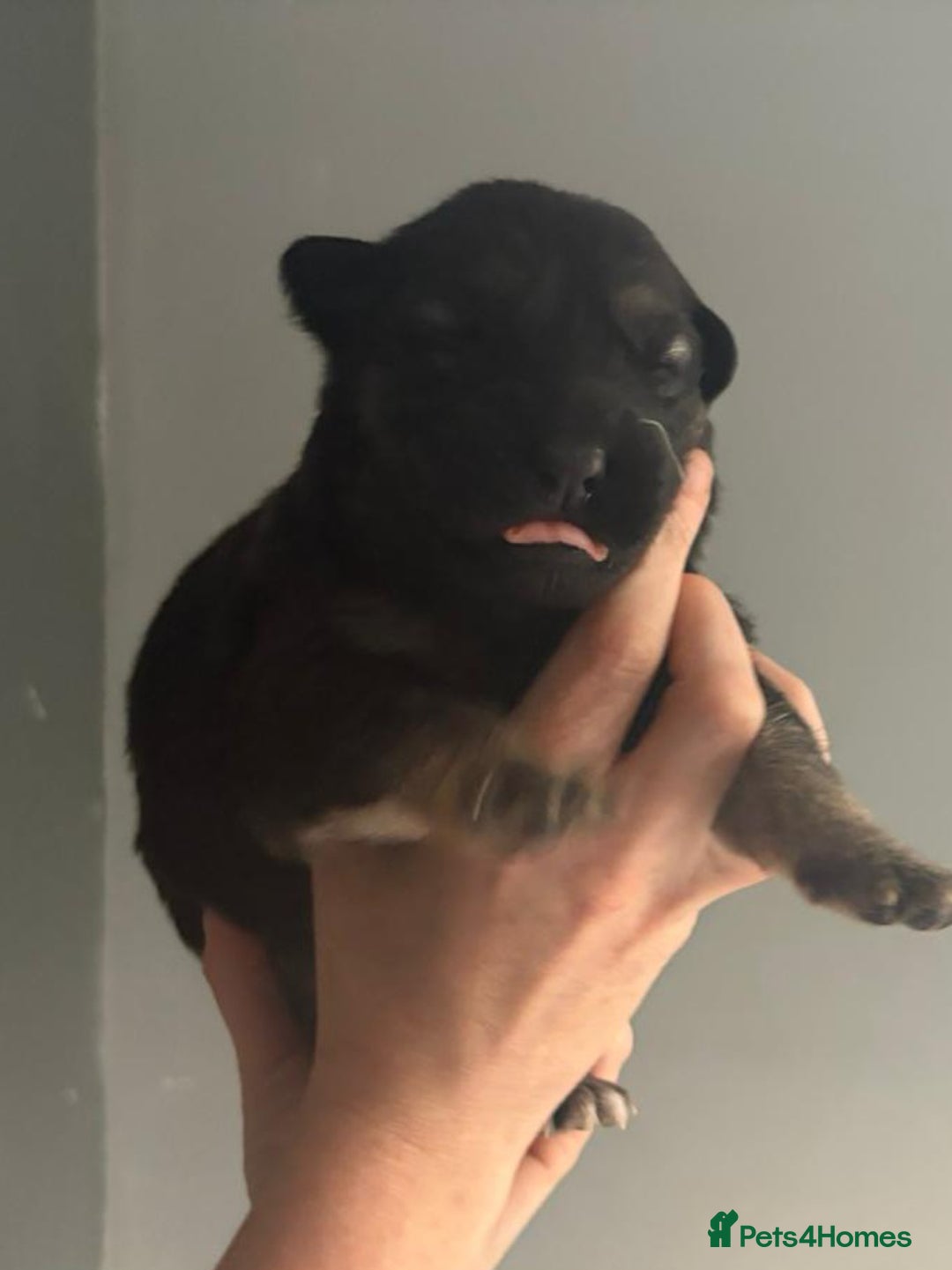 German Shepherd dogs for sale: German Shepherd pups - Image 1