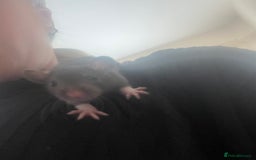 Rat rodents for sale: Baby rats - Image 4