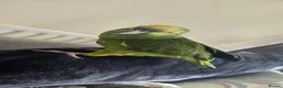 Parrots birds for sale: Tame blue fronted amazon parrot - Advert 2