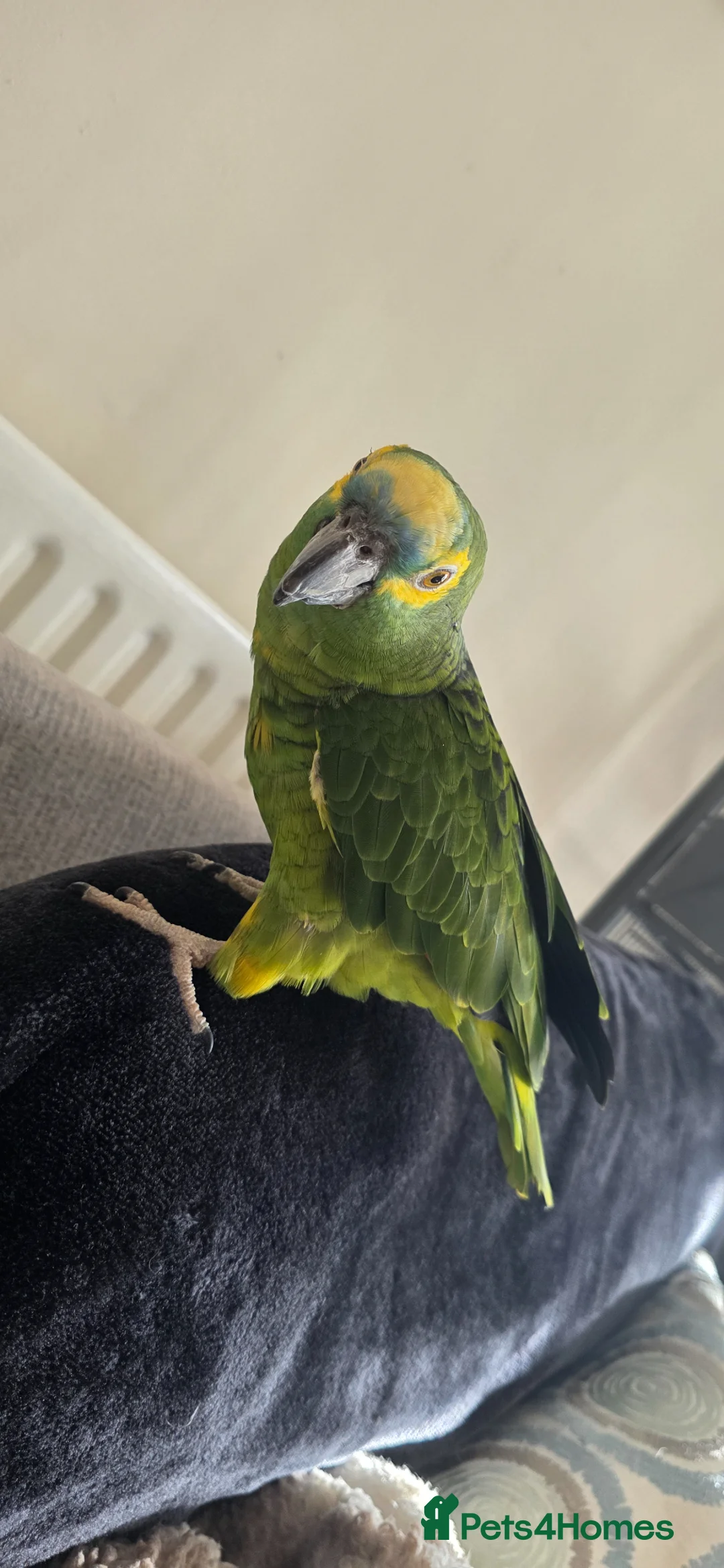 Parrots birds for sale: Tame blue fronted amazon parrot - Advert 2