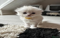 Mixed Breed cats for sale: Adorable Fluffy Ragdoll x Scottish Fold Kittens - Image 8