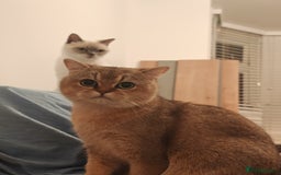 British Shorthair cats for sale: Loving golden british shorthair male - Image 2