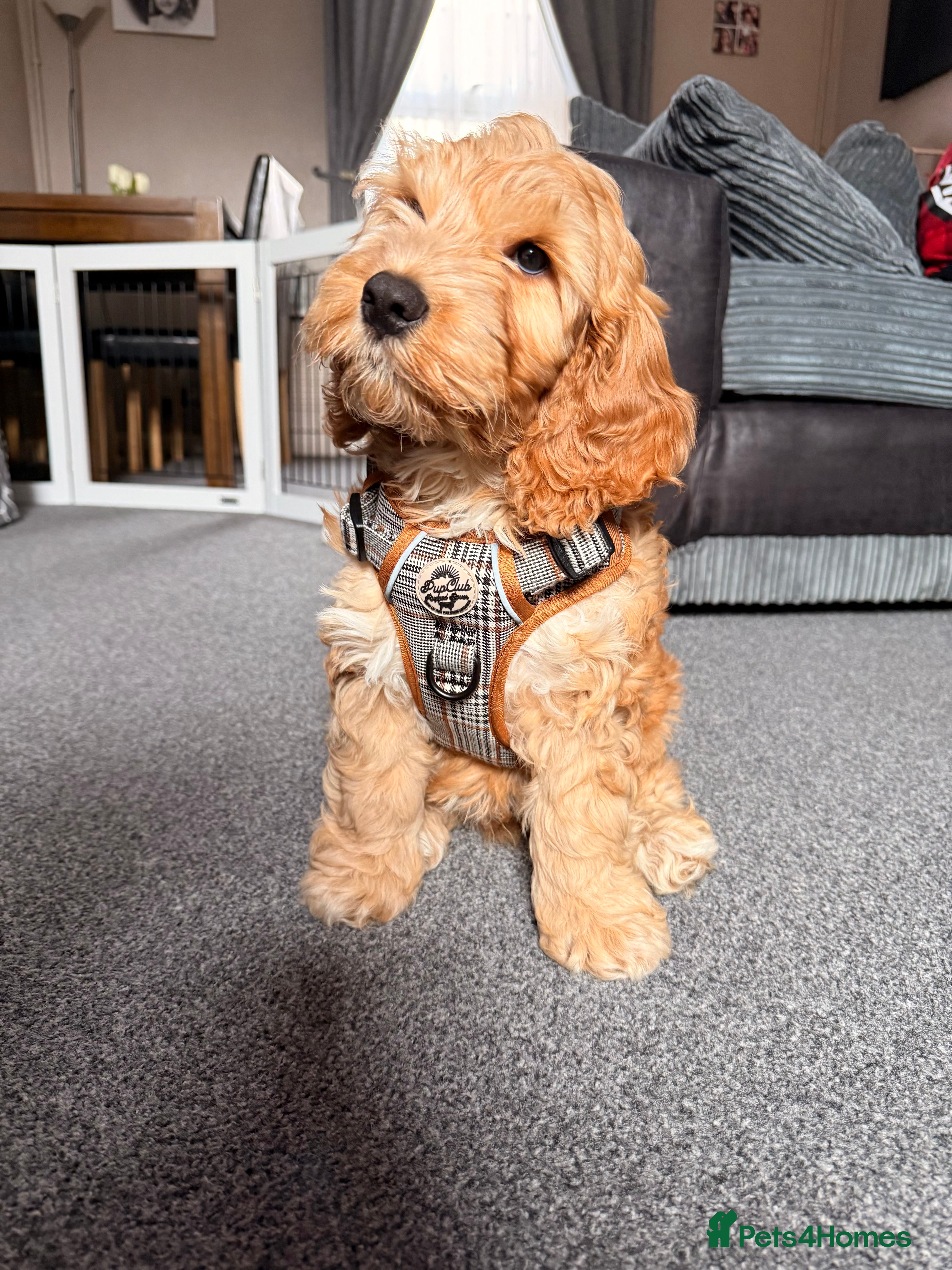 Cockapoo dogs Cockapoo puppy - Advert 1