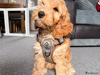 Cockapoo dogs Cockapoo puppy - Advert 1