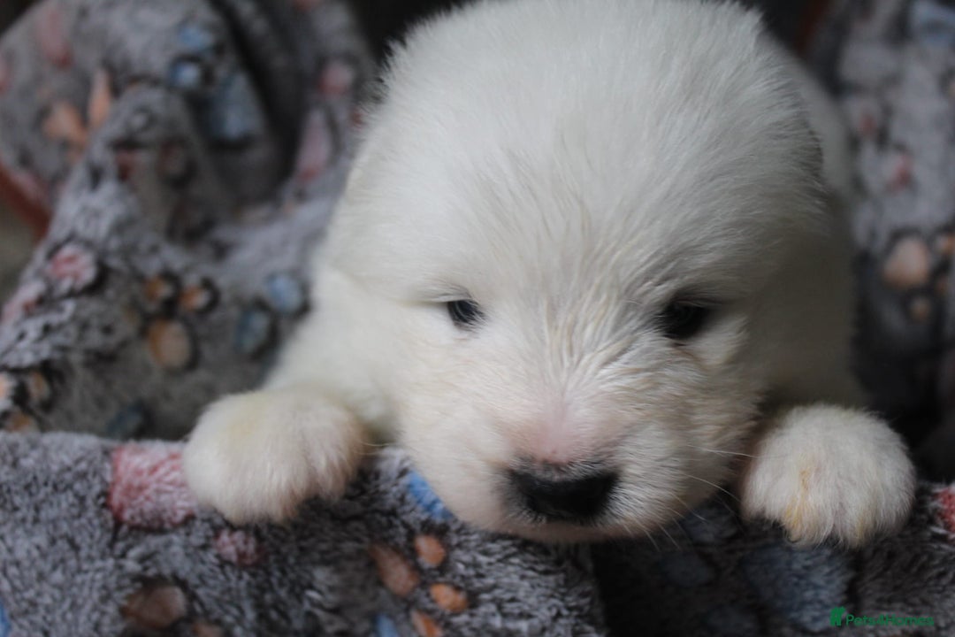 Samoyed dogs for sale: Samoyed puppies - fluff and joy - Image 27