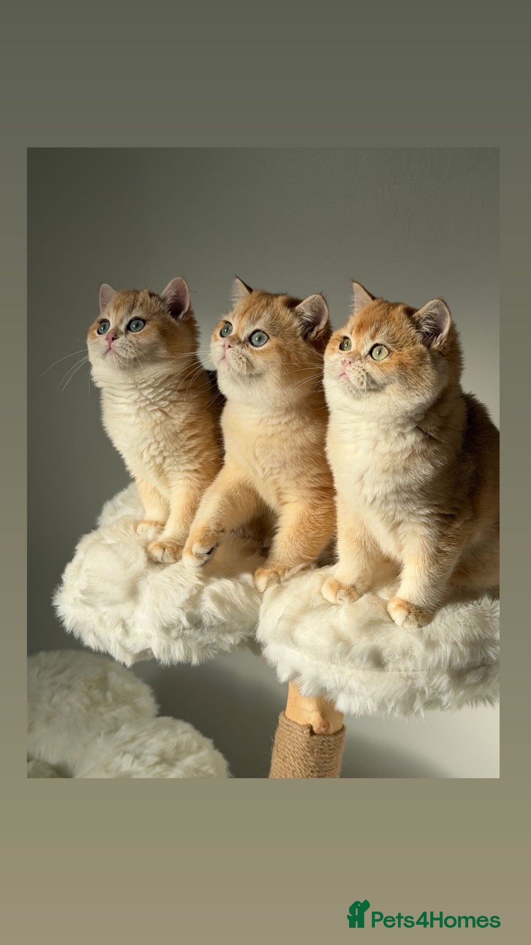 British Shorthair cats for sale: British Shorthair Teddy Bear 🧸 Golden kittens  - Advert 1