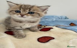British Shorthair cats for sale: GCCF 🏆 British shorthair kitten🏆 - Image 4