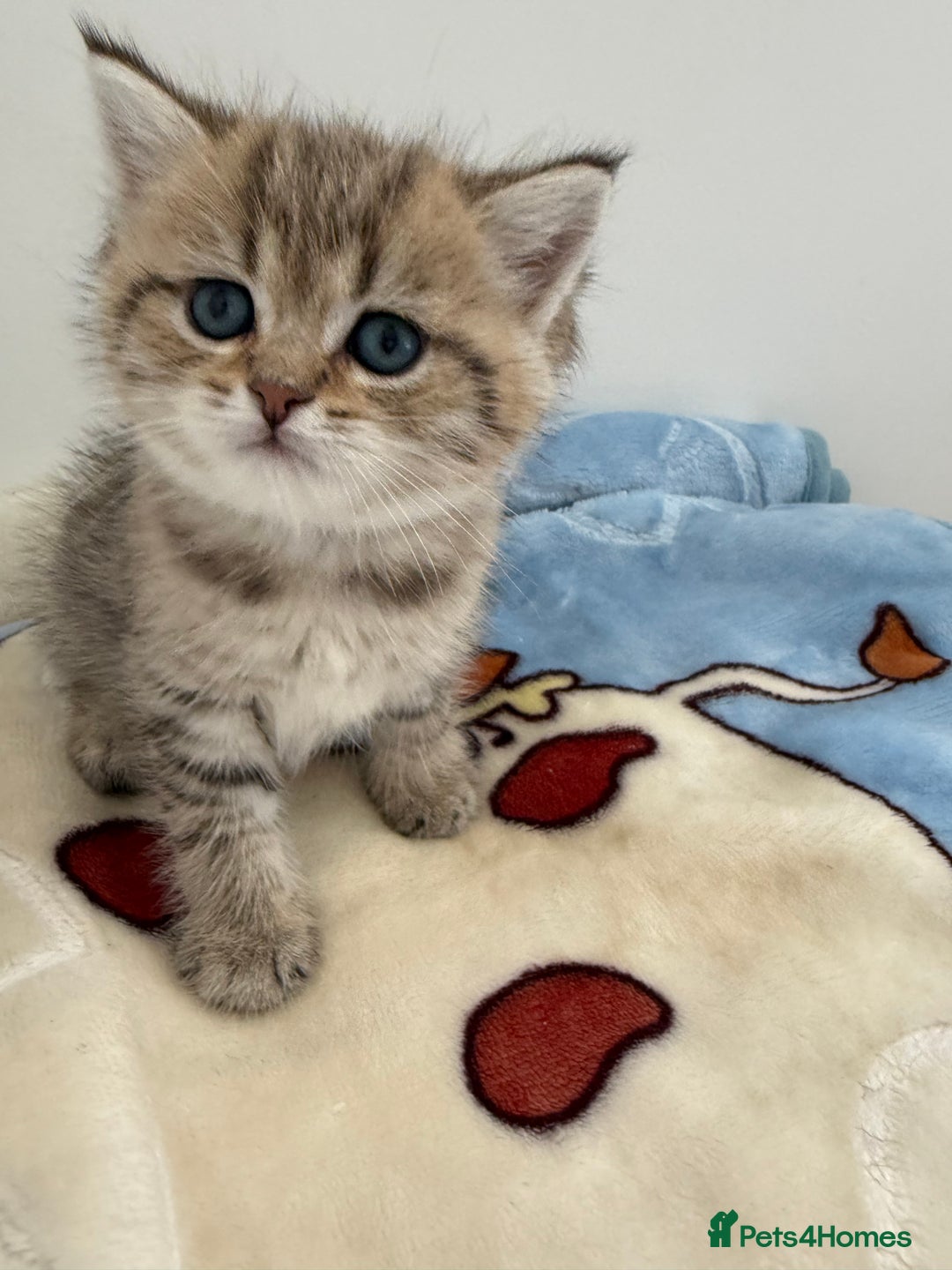 British Shorthair cats for sale: GCCF 🏆 British shorthair kitten🏆 - Image 4