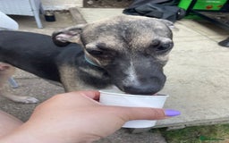 Mixed Breed dogs for sale: Mixed breed lovely little boy  - Image 2