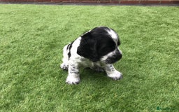 Cocker Spaniel dogs for sale:  show cocker puppy.KC reg. AMS.PRA. & FN clear. - Image 21