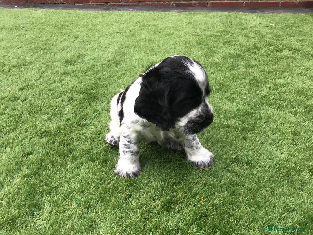 Cocker Spaniel dogs for sale:  show cocker puppy.KC reg. AMS.PRA. & FN clear. - Image 21