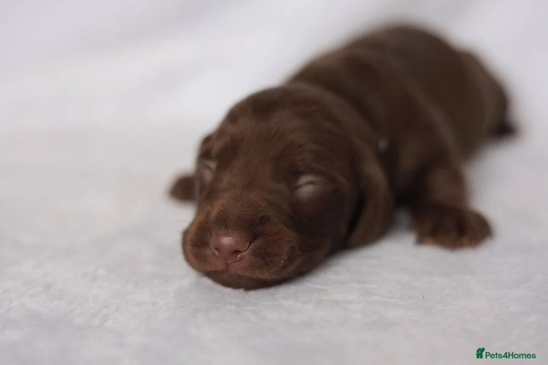 Dachshund dogs for sale: KC miniature Dachshund puppies  - Advert 6