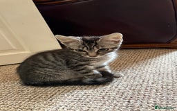 British Shorthair cats for sale: Kittens  - Image 1