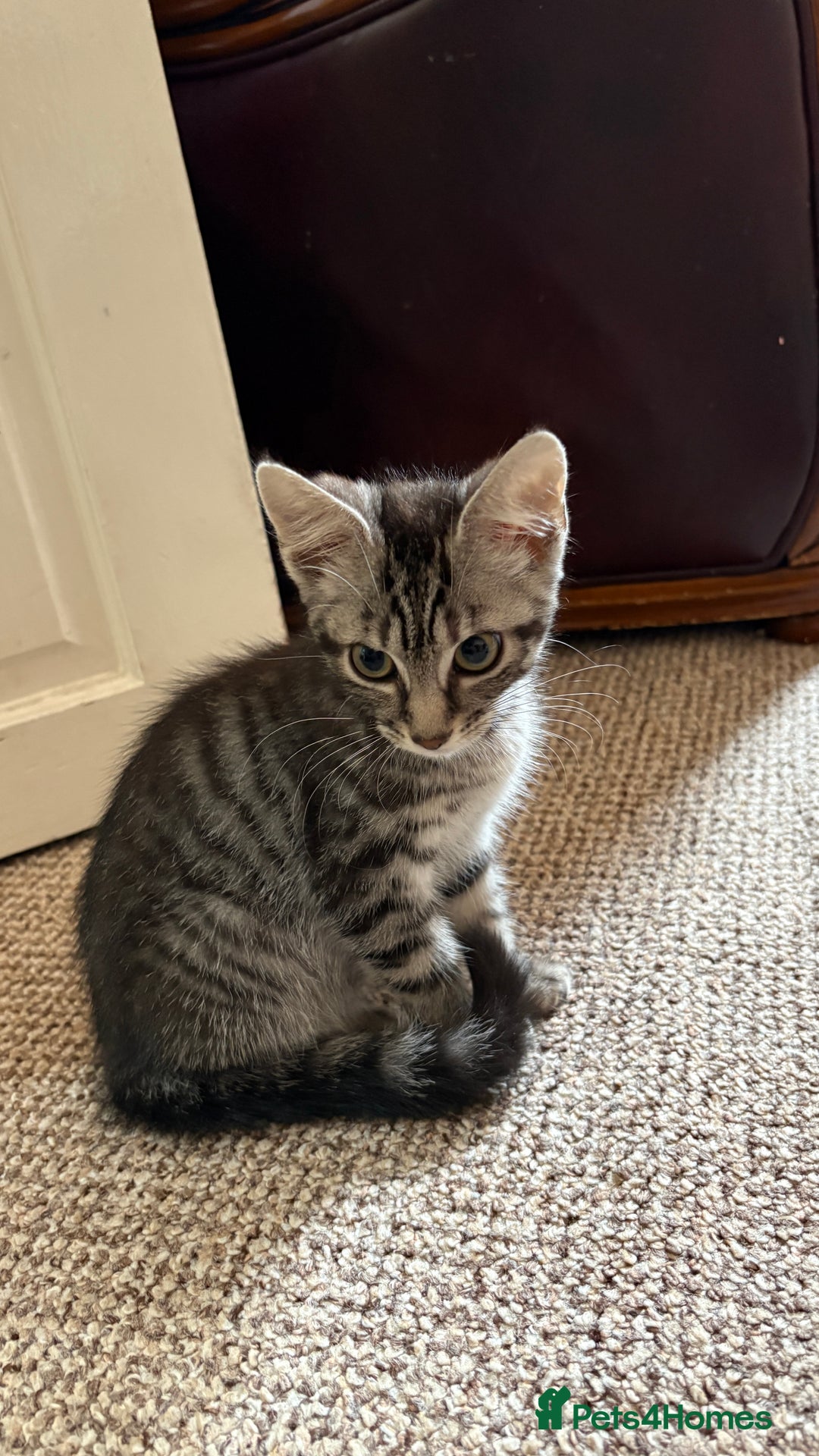 British Shorthair cats for sale: Kittens  - Image 1