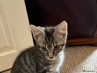 British Shorthair cats - Advert 21