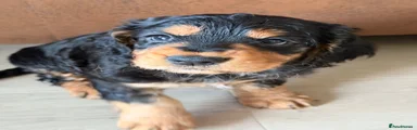 Cocker Spaniel 2