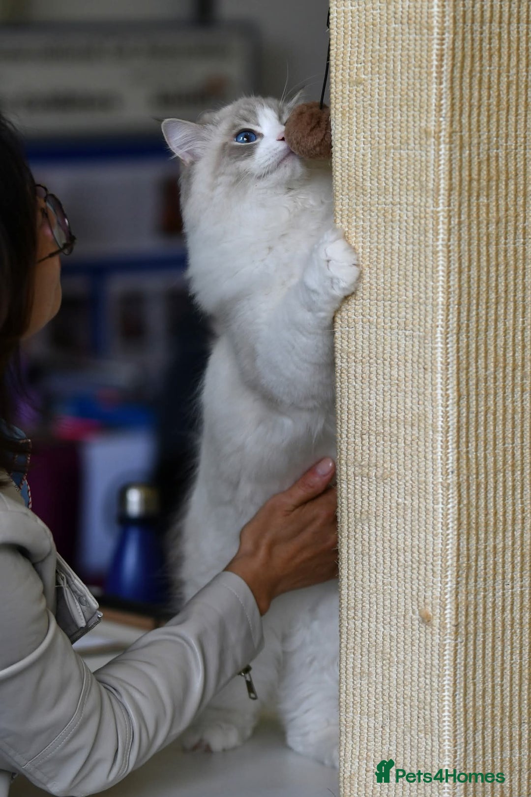 Ragdoll cats for sale: ❤️BEST KITTENS RAGDOLL❤️ CHAMPION REGIONAL WINNER  - Advert 4