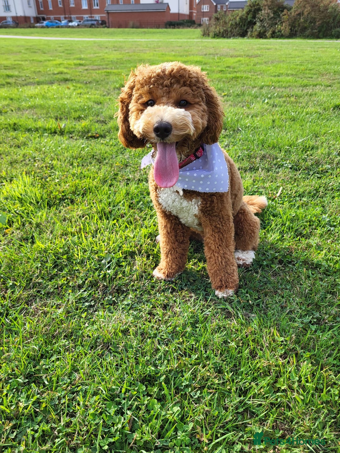 Cockapoo dogs for sale: Miniature Cockapoo Puppies – Due January 2026 - Advert 2