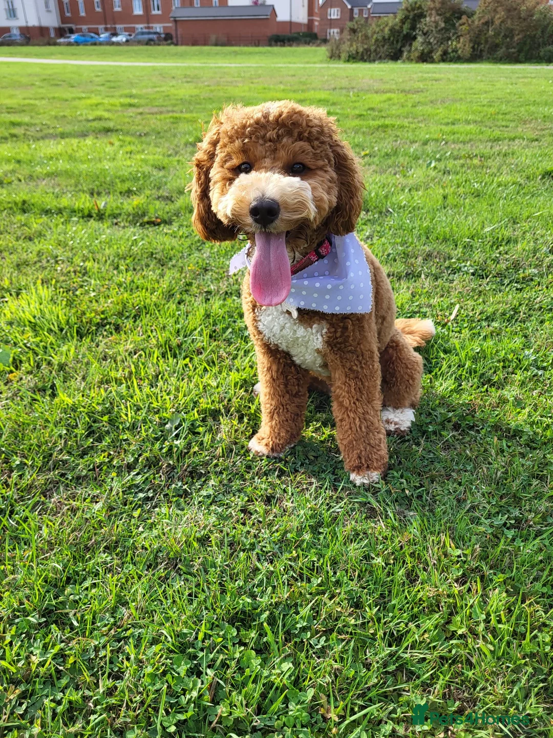 Cockapoo dogs for sale: 6 miniature Cockapoo Puppies - Advert 9