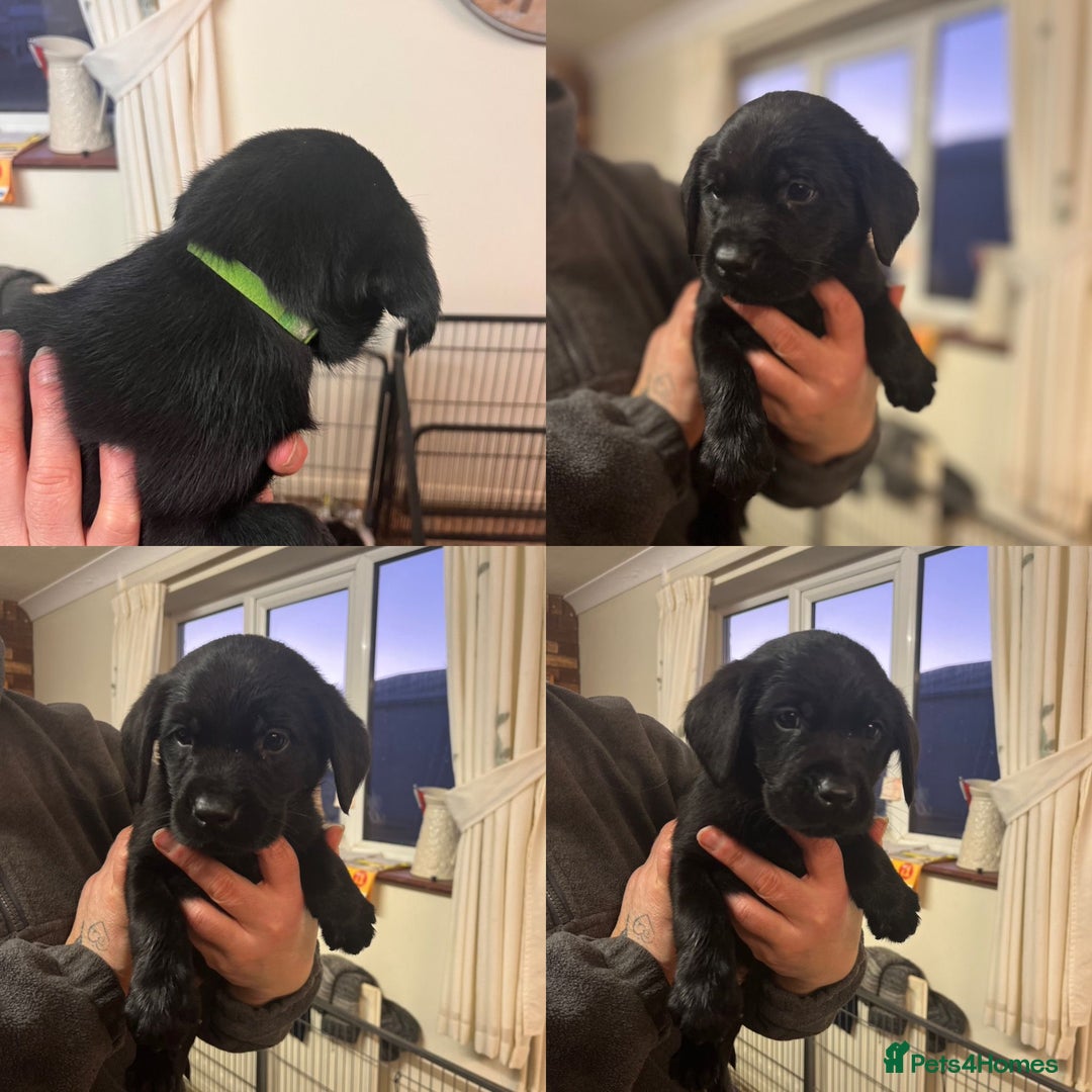 Mixed Breed dogs for sale: Labrador cross puppies - Advert 15